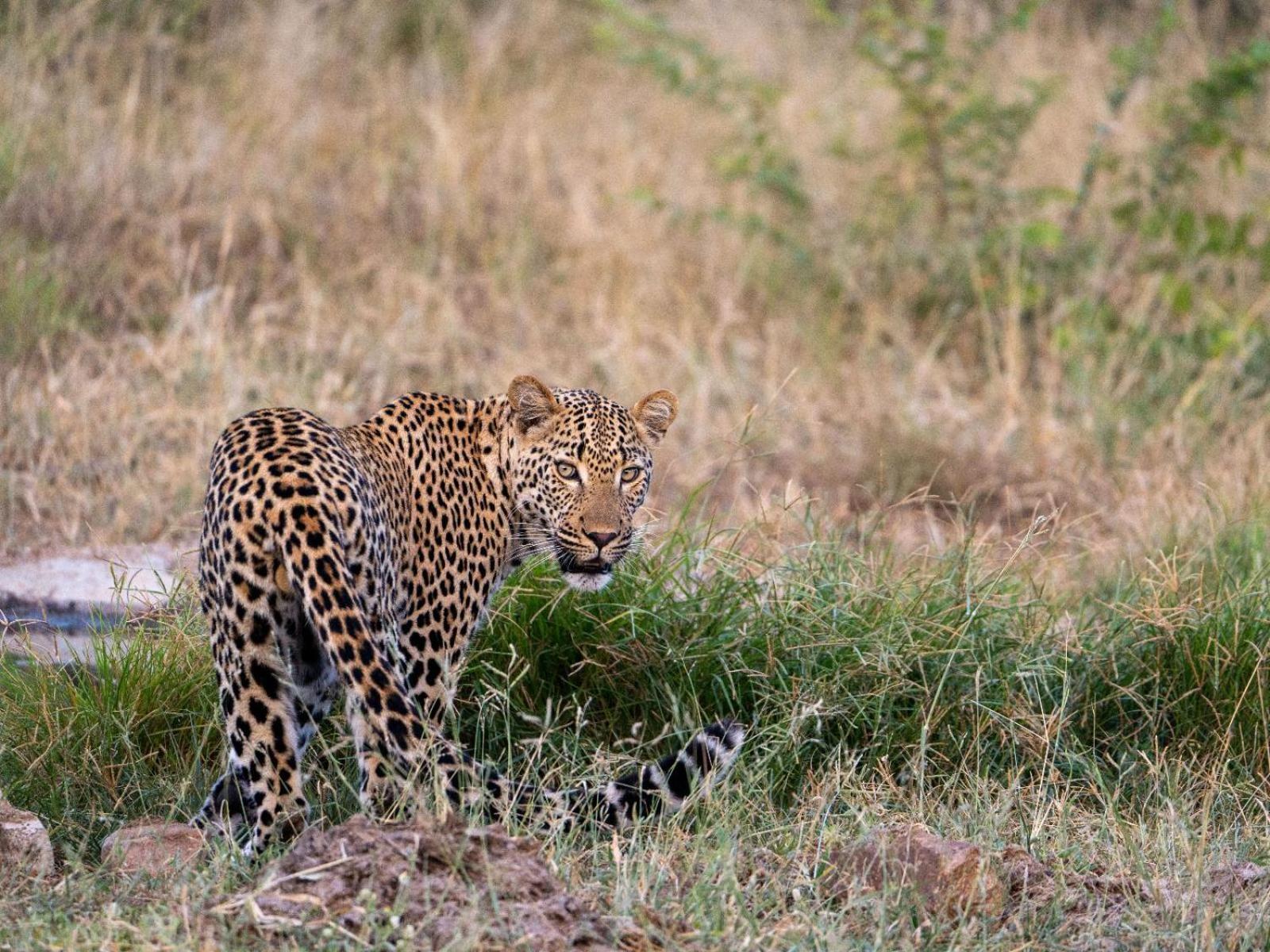 Kwambili Game Lodge محمية ثورنيبوش للطيور البرية المظهر الخارجي الصورة